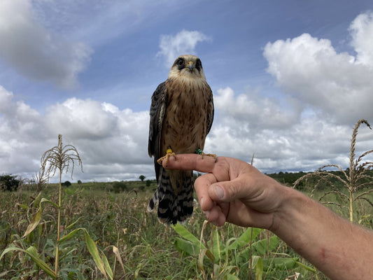Conservation of the Magnificent Red-Footed Falcon