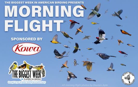 Biggest Week in American Birding