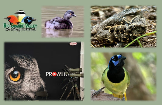 Rio Grande Valley Birding Festival