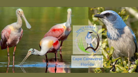 Space Coast Birding & Wildlfe Festival